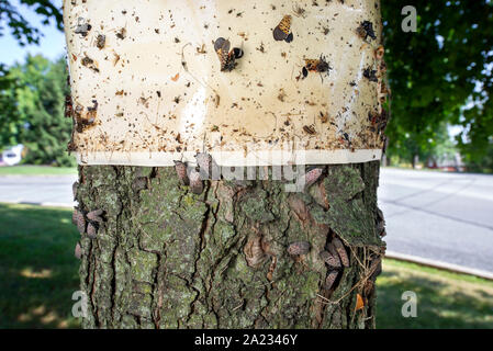 CLOSE UP SPOTTED LANTERNFLIES (LYCORMA DELICATULA) brulicare di seguito trappola appiccicosa e alcuni bloccato sulla trappola appiccicosa, PENNSYLVANIA Foto Stock