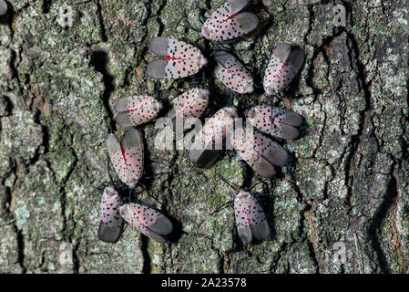 Gruppo di SPOTTED LANTERNFLY (LYCORMA DELICATULA) adulti la visualizzazione di corteggiamento comportamento su Acero (Acer sp.) TREE, PENNSYLVANIA Foto Stock