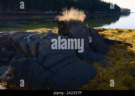 Barnes Isola, Harpswell collo, Maine. Rocce e oceano. Foto Stock