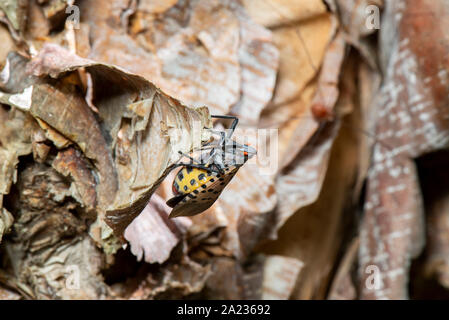 Avvistato LANTERNFLY (LYCORMA DELICATULA) femmina gravido CON ADDOME allargata caricato con le uova sul fiume BIRCH (Betula nigra) TREE, PENNSYLVANIA Foto Stock