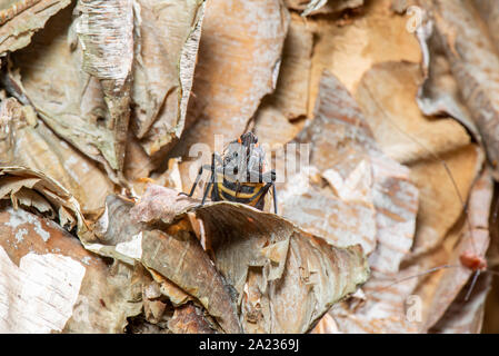Avvistato LANTERNFLY (LYCORMA DELICATULA) femmina gravido CON ADDOME allargata caricato con le uova sul fiume BIRCH (Betula nigra) TREE, PENNSYLVANIA Foto Stock