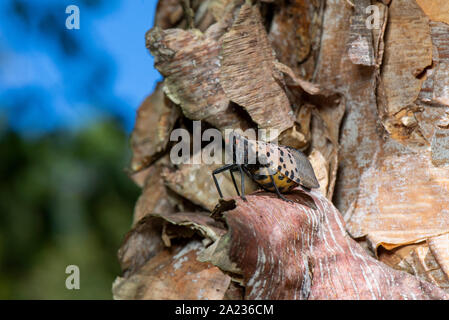 Avvistato LANTERNFLY (LYCORMA DELICATULA) femmina gravido CON ADDOME allargata caricato con le uova sul fiume BIRCH (Betula nigra) TREE, PENNSYLVANIA Foto Stock
