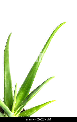 Foglia di Aloe Vera closeup su sfondo bianco. Foto Stock