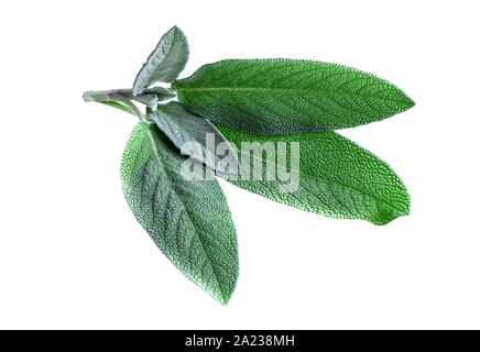 Foglie di salvia. Foglie di salvia fresca mazzetto isolato su bianco Foto Stock