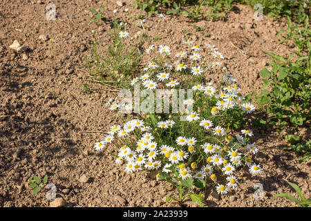 Bellissimi fiori di Daisy cresce sulla sabbia sotto il caldo sole, giorno di estate Foto Stock