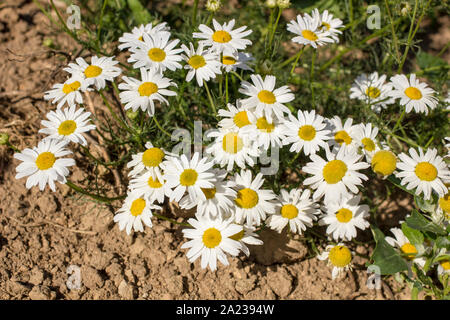 Bellissimi fiori di Daisy cresce sulla sabbia sotto il caldo sole, giorno di estate Foto Stock