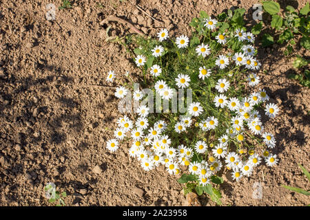 Bellissimi fiori di Daisy cresce sulla sabbia sotto il caldo sole, giorno di estate Foto Stock