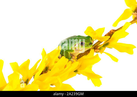 Rana verde e fiori di colore giallo. Raganella seduti sulla pianta flowering isolati su sfondo bianco. Foto Stock