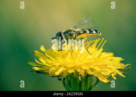 Gros plan d'une syrphe posée sur une fleur jaune | Close-up di hoverfly poste sul fiore giallo Foto Stock