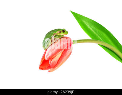 Rana verde seduto su tulip flower. Raganella sul fiore rosa isolato su sfondo bianco. Foto Stock