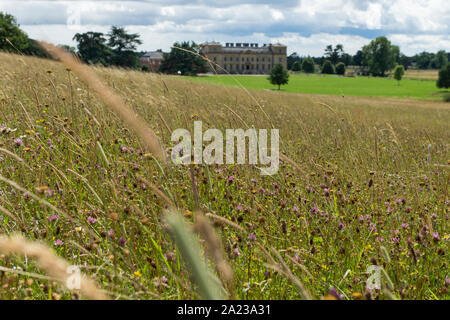 Prato estivo vicino Croome corte, Worcestershire Foto Stock