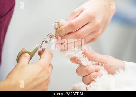 Irriconoscibile veterinario è chiodi a fresare cane, close-up . Foto Stock