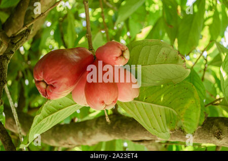 Acerbi mazzetto Otaheite Apple Foto Stock