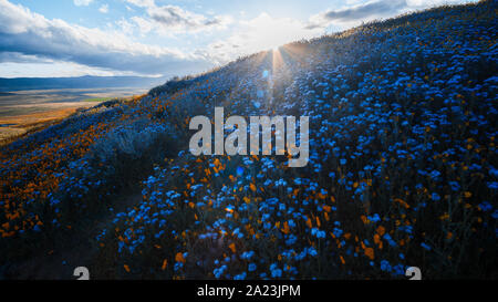 Ampi campi di Deep Purple bluebells (Phacelia campanularia) nella Antelope Valley California, Stati Uniti d'America Foto Stock