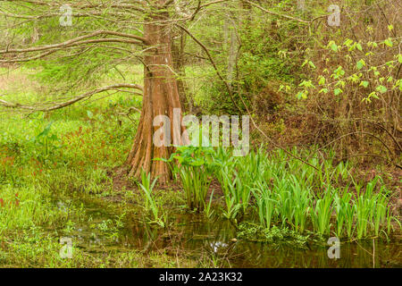 Cypress Tree nel bacino di Beaver, vicino alla costa di Bayou, in primavera, Northlake Nature Center, Mandeville, Louisiana, Stati Uniti Foto Stock