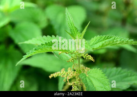 Close-up di un verde ortica in un campo di ortiche urticante in estate Foto Stock