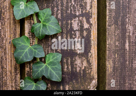 Sfondo dal vecchio brown assicelle di legno e con il close-up di verde foglie d'edera Foto Stock