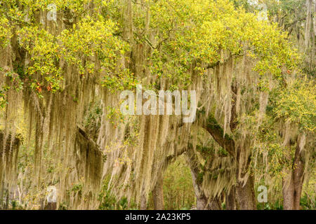 Alberi di quercia vivi con muschio spagnolo, Fontainebleau state Park, Louisiana, Stati Uniti Foto Stock