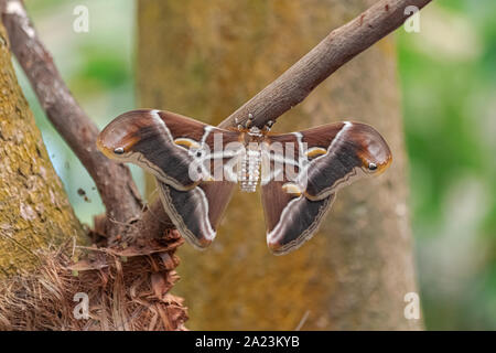 Eri silkmoth (Samia ricini), con ante aperte, su un gambo marrone, con sullo sfondo la vegetazione Foto Stock