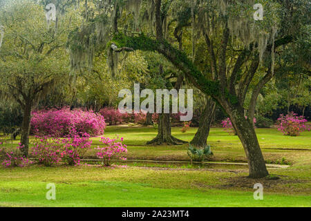 Fioritura azalee e sud live oak in primavera, Jungle Gardens, isola di Avery in Louisiana, Stati Uniti d'America Foto Stock