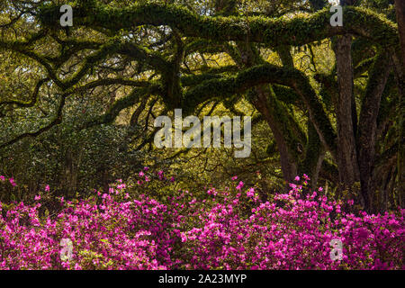 Fioritura azalee e sud live oak in primavera, Jungle Gardens, isola di Avery in Louisiana, Stati Uniti d'America Foto Stock