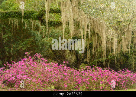 Fioritura azalee e sud live oak in primavera, Jungle Gardens, isola di Avery in Louisiana, Stati Uniti d'America Foto Stock