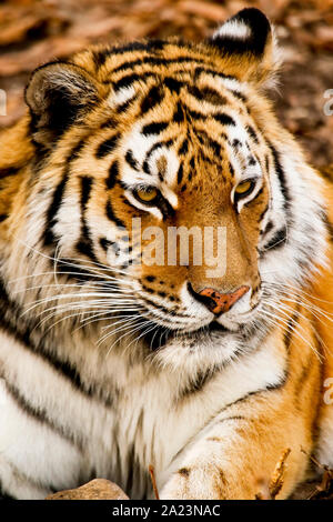 O di Amur tigre siberiana, Panthera tigris altaica, Primorsky Krai. La Russia, Asia Foto Stock