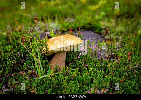 Commestibili selvatici bolete funghicoltura in verde muschio sul suolo della foresta in British Columbia, Canada Foto Stock