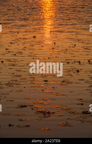 Piscina Est al tramonto, St. Marks National Wildlife Refuge, Florida, USA Foto Stock