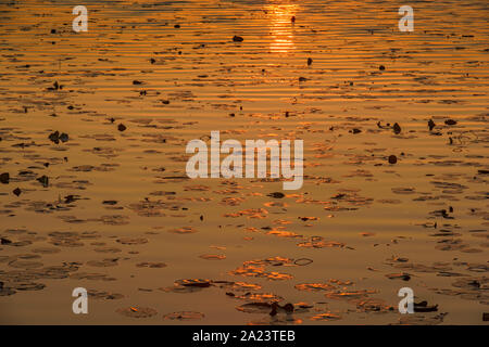 Piscina Est al tramonto, St. Marks National Wildlife Refuge, Florida, USA Foto Stock