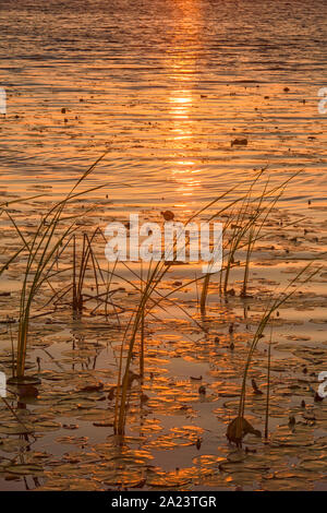 Tramonto sulla piscina dell'East River, St. Marks National Wildlife Refuge, Florida, USA Foto Stock