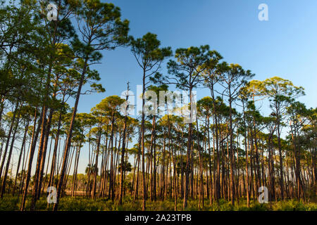 Bosco di pini cembro, St. Marks National Wildlife Refuge, Florida, USA Foto Stock