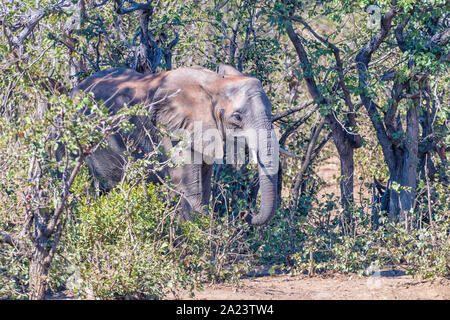Un elefante africano Loxodonta africana, in una foresta di mopani Foto Stock