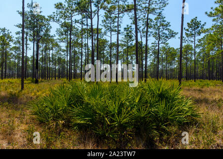 Saw palmetto nel sottobosco di una foglia lunga pineta di pino silvestre, Ochlockonee River State Park, Florida, Stati Uniti d'America Foto Stock