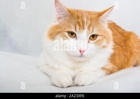 Lo zenzero bianco longhair cat con occhi color ambra su sfondo bianco Foto Stock