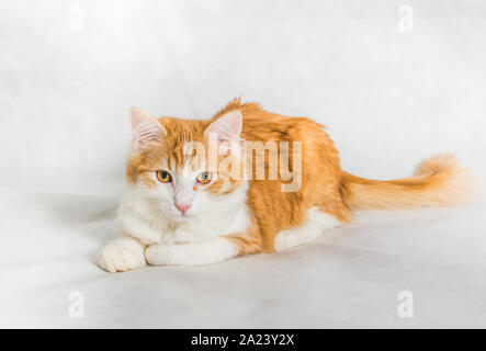 Giacente zenzero bianco capelli lunghi gatto su sfondo bianco Foto Stock