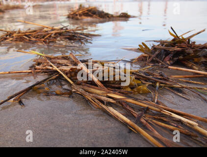 Pile di alghe e ramoscelli hanno lavato in dall'oceano e sedersi luccicante sulla sabbia bagnata in tarda giornata sole al bordo dell'acqua. Foto Stock