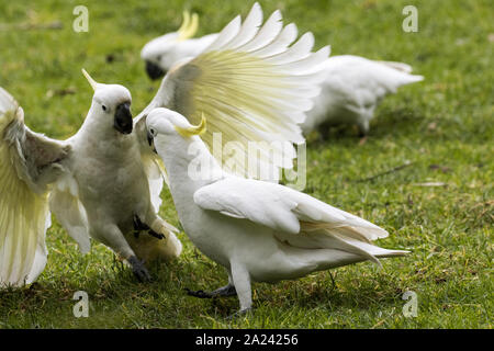 Zolfo-crested cockatoo sta combattendo contro gli uni con gli altri Foto Stock