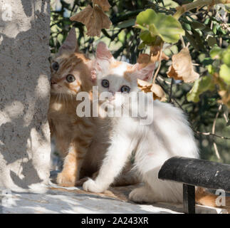 Baby cuccioli a Paxos isole Greche - Grecia Foto Stock