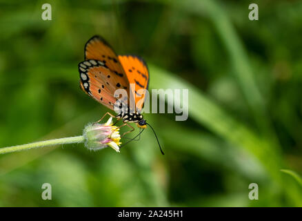 Farfalla arancione sulla wild-fiore di erba sotto il sole del mattino Foto Stock