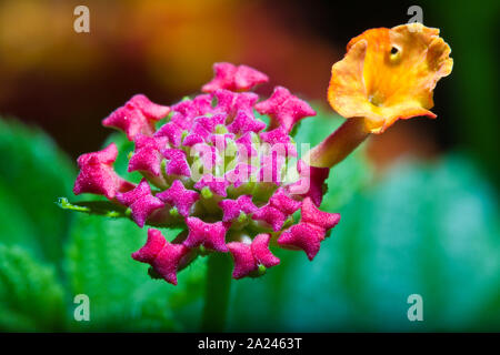 Vista ravvicinata di lantana camara fiore con dettagli su centro petali Foto Stock