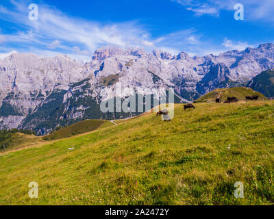 Vacche sul Doss del Sabion, Trentino Alto Adige, Dolomiti, Italia del nord Foto Stock