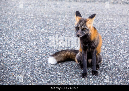 Fantastico fox seduta tranquillamente guardando la telecamera su una strada nel nord del Canada. Foto Stock