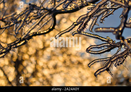 Tramonto dietro congelati ramo di albero dopo una tempesta di ghiaccio in Toronto. Foto Stock