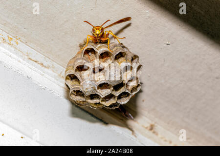 Carta Wasp - Polistes exclamans - custodisce un nido con le uova e la pupa Foto Stock