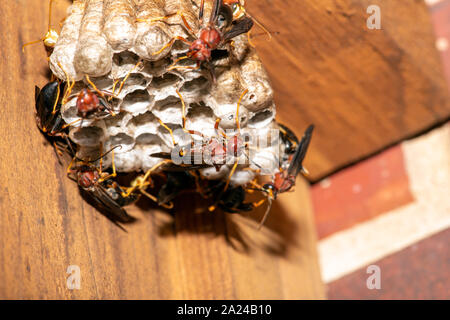 Carta rossa vespe Polistes carolina, su un grande nido sospeso da una recinzione Foto Stock
