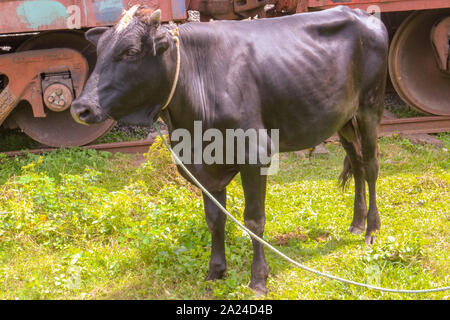 Un grande Black Bull Foto Stock