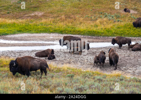 Mandria di bisonti americani in appoggio in corrispondenza di Hayden Valley nel Parco Nazionale di Yellowstone. Foto Stock