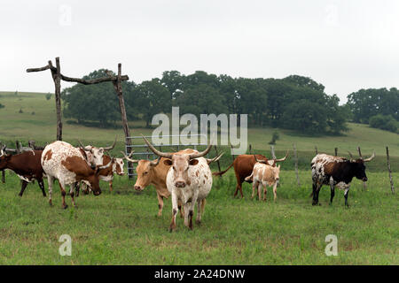 Parte del 200-testa longhorn mandria a 1.800 acri Lonesome Ranch di pino, un gruppo di lavoro di ranch di bestiame che è parte del Texas ranch vita ranch resort vicino Chappell Hill nella contea di Austin, Texas Foto Stock