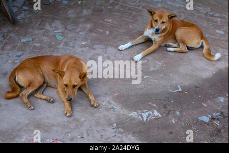 Due cani di strada seduto a terra Foto Stock